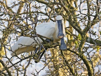 Lepelaar /Eurasian Spoonbill