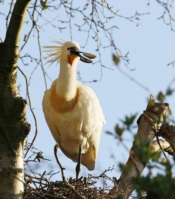 Lepelaar /Eurasian Spoonbill