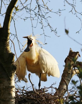 Lepelaar /Eurasian Spoonbill