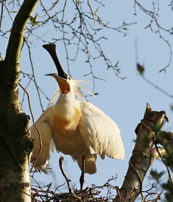 Lepelaar /Eurasian Spoonbill