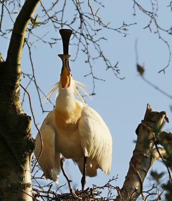 Lepelaar /Eurasian Spoonbill