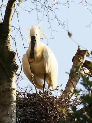 Lepelaar /Eurasian Spoonbill