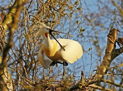 Lepelaar /Eurasian Spoonbill