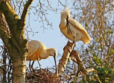 Lepelaar /Eurasian Spoonbill