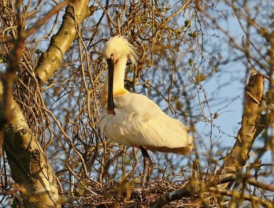 Lepelaar /Eurasian Spoonbill