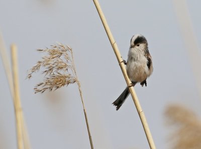 Staartmees / Long-tailed Tit