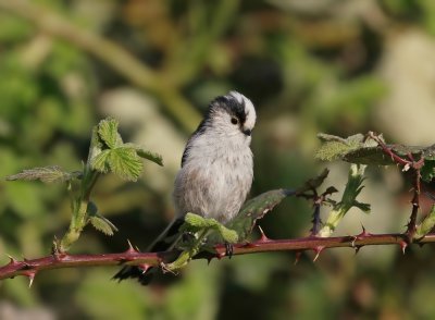 Staartmees / Long-tailed Tit