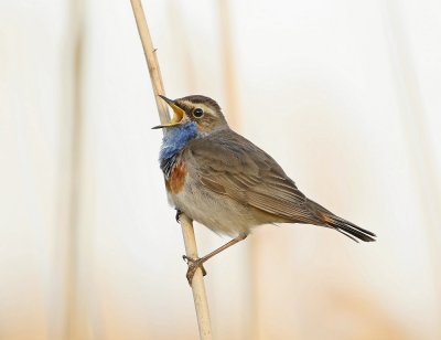 Blauwborst / Bluethroat
