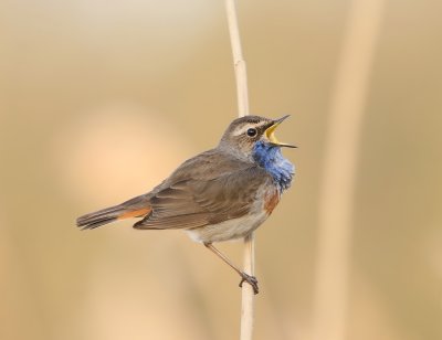Blauwborst / Bluethroat