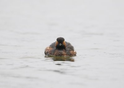 Geoorde Fuut / Black-necked Grebe