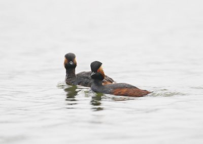 Geoorde Fuut / Black-necked Grebe