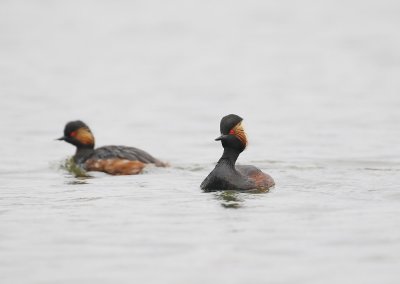 Geoorde Fuut / Black-necked Grebe