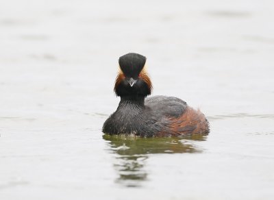 Geoorde Fuut / Black-necked Grebe