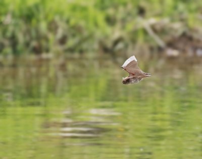 Watervleermuis / Daubenton's bat, Water Mouse-eared Bat