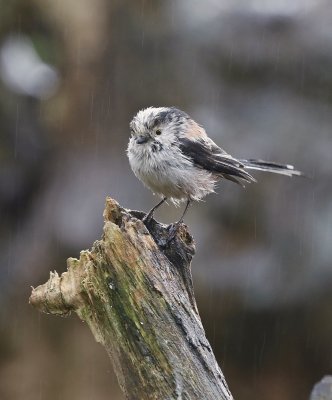 Staartmees / Long-tailed Tit