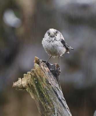Staartmees / Long-tailed Tit