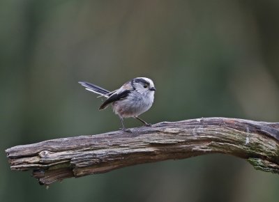 :: Staartmees / Long-tailed Tit ::