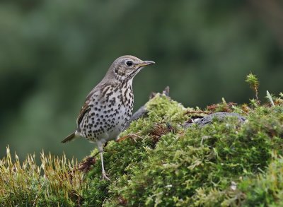 Zanglijster / Song Thrush