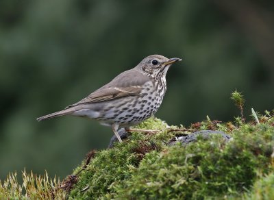 Zanglijster / Song Thrush