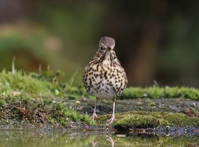 Zanglijster / Song Thrush