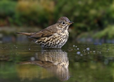 Zanglijster / Song Thrush