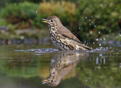 Zanglijster / Song Thrush