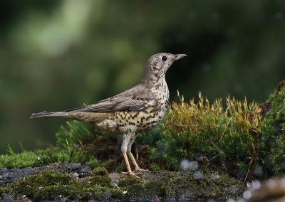 Grote Lijster / Mistle Thrush