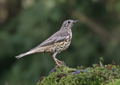 Grote Lijster / Mistle Thrush