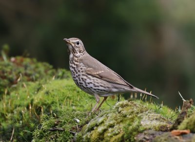 Grote Lijster / Mistle Thrush