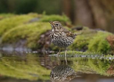 Zanglijster / Song Thrush