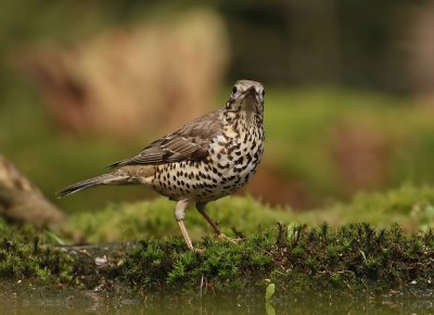Grote Lijster / Mistle Thrush