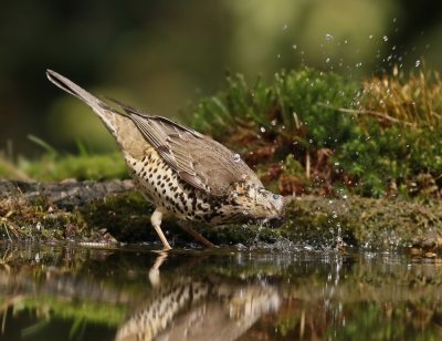 Grote Lijster / Mistle Thrush