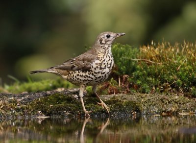 Grote Lijster / Mistle Thrush