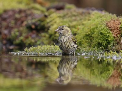 Sijs / Siskin