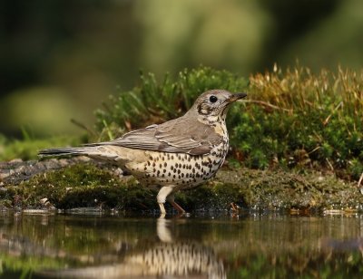 Grote Lijster / Mistle Thrush