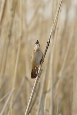 Snor / Savi’s Warbler