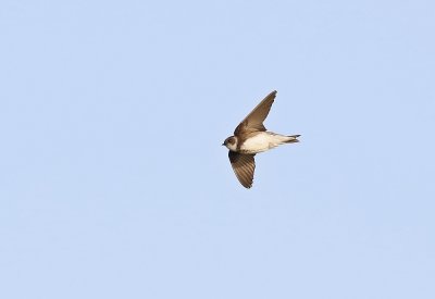 Oeverzwaluw / Sand Martin