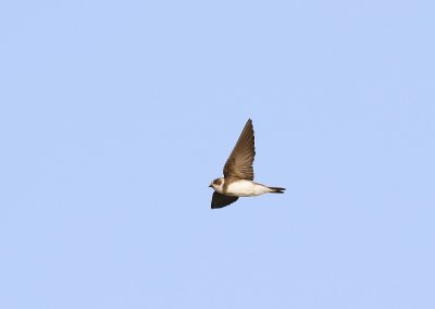 Oeverzwaluw / Sand Martin