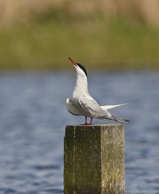 :: Visdief / Common Tern ::