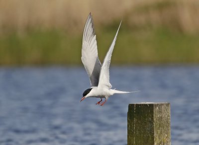 Visdief / Common Tern