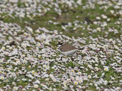 Kleine Plevier / Little Ringed Plover