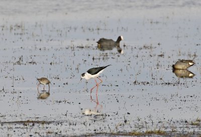 Steltkluut / Black-winged Stilt