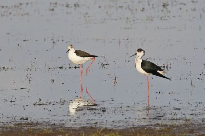 Steltkluut / Black-winged Stilt