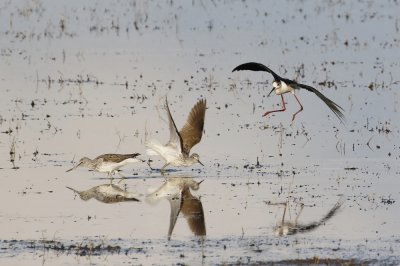 Steltkluut / Black-winged Stilt