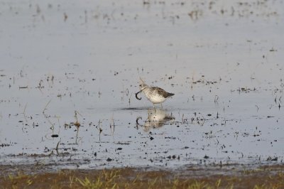 Groenpootruiter / Common Greenshank