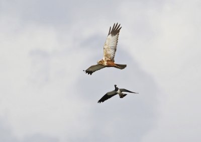 Bruine Kiekendief / Marsh Harrier