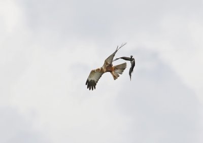 Bruine Kiekendief / Marsh Harrier