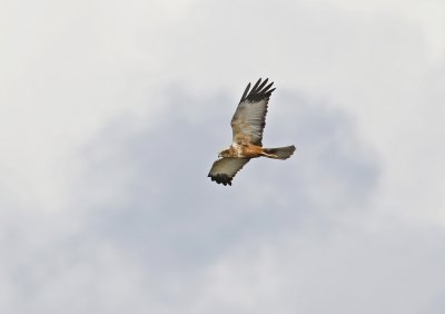 Bruine Kiekendief / Marsh Harrier