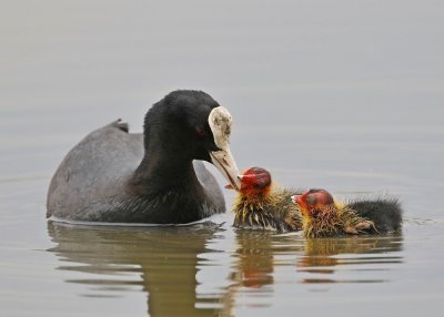 Meerkoet / Eurasian Coot