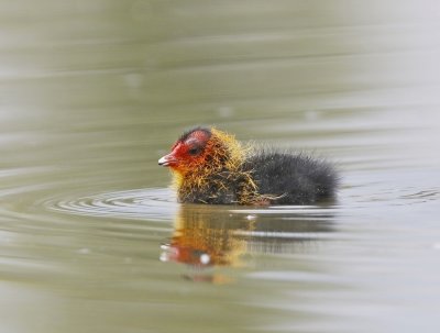 Meerkoet / Eurasian Coot